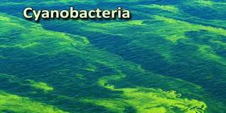 cyanobaktria