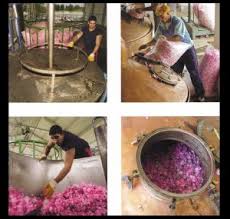 roseextract