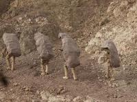 estetarhushmand