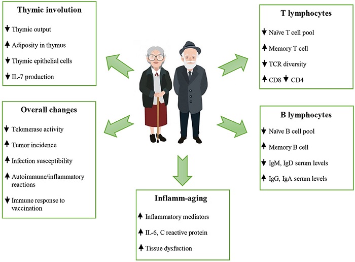 جوانسازی سیستم ایمنی