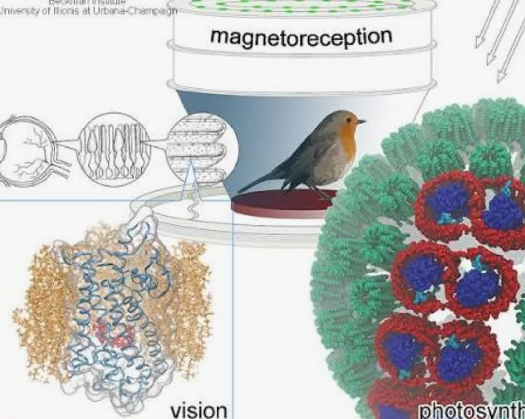 زیست شناسی کوانتومی