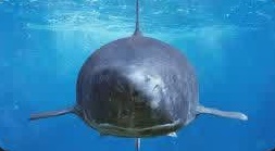 کوسه گرینلند