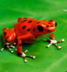 قورباغه سمی دارت